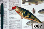 Peacock bass