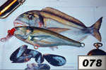 Orata