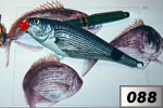 Occhiata