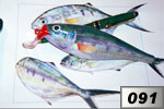 Leccia stella