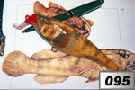 Ghiozzo paganello