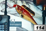 Merluzzo rosso di scogliera